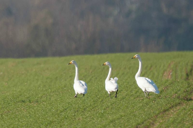 Cygne chanteur