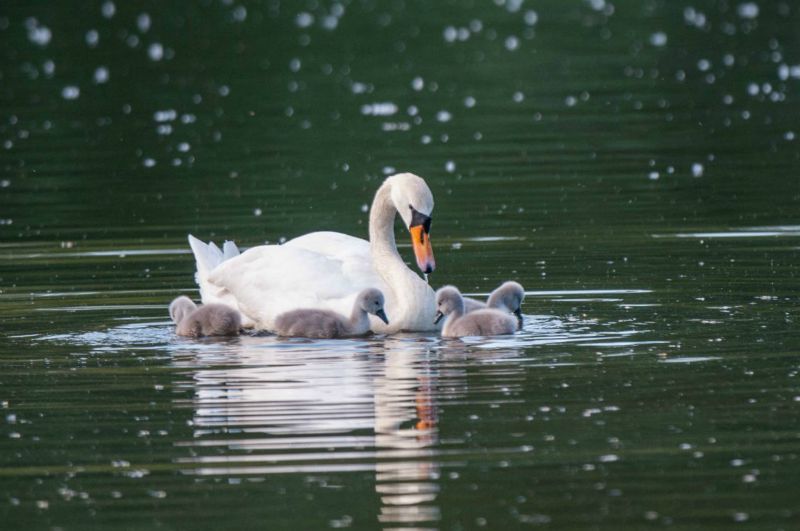 Cygne tuberculé