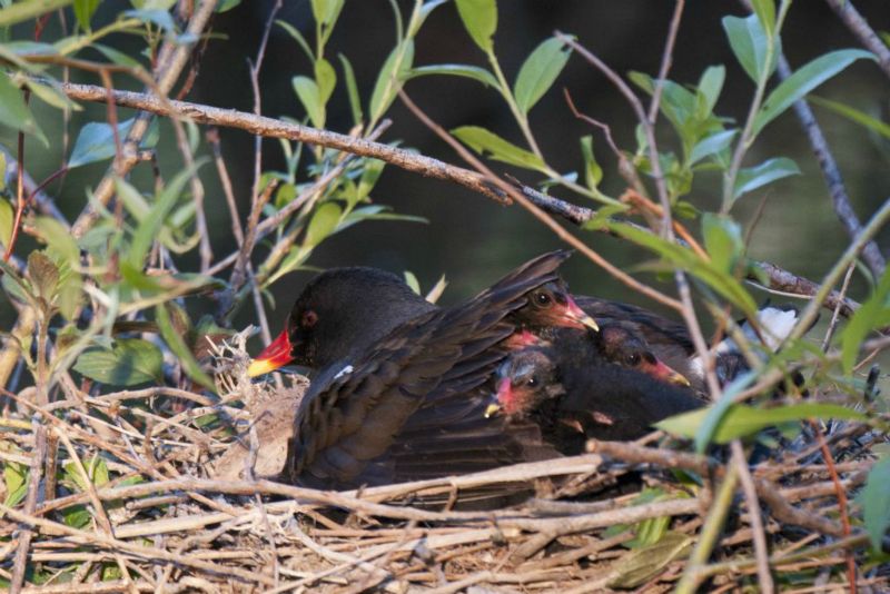 Gallinule poule d'eau