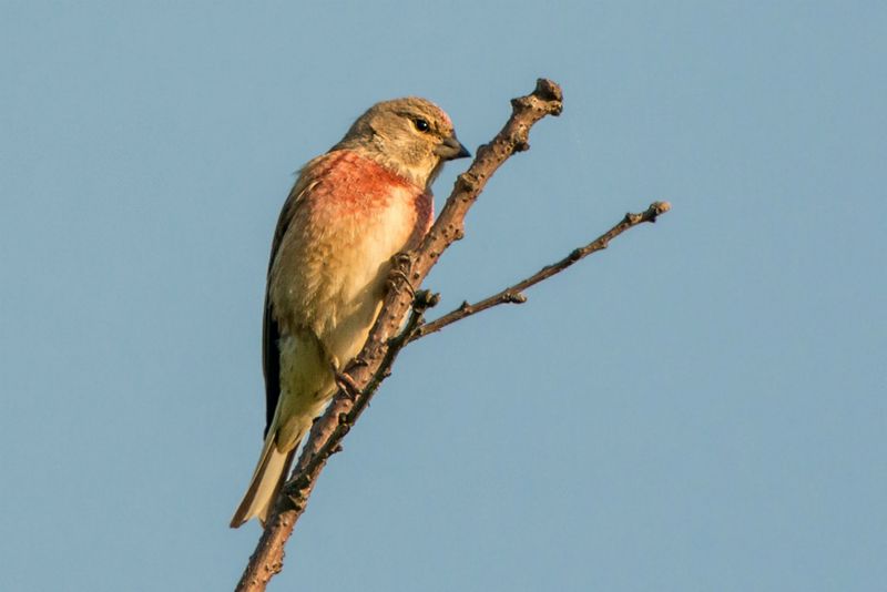 Linotte mélodieuse