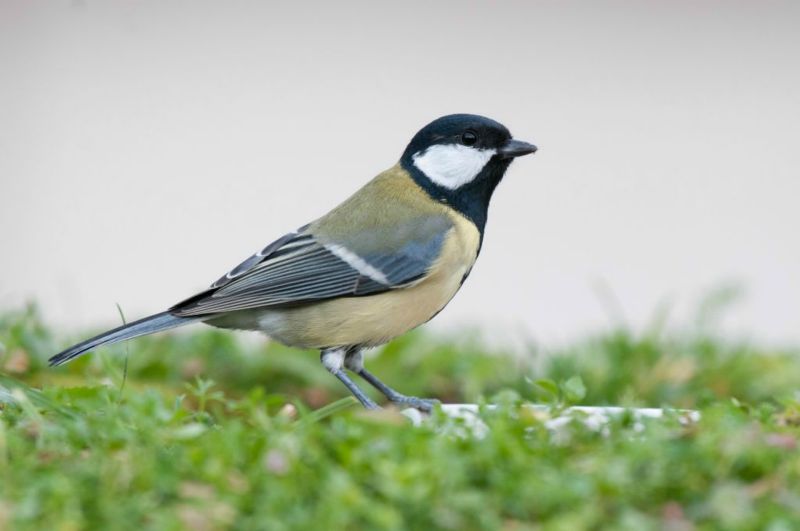 Mésange charbonnière