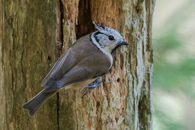 Mésange huppée