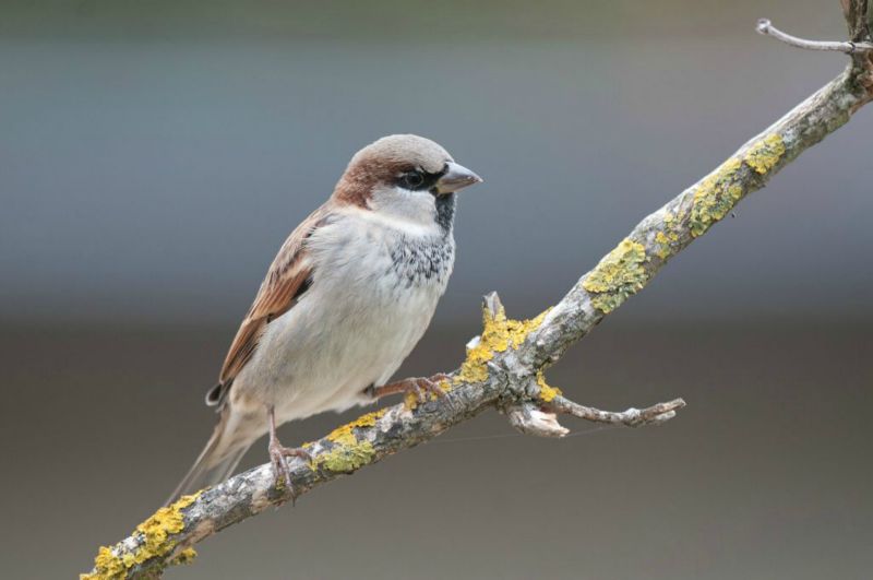 Moineau domestique