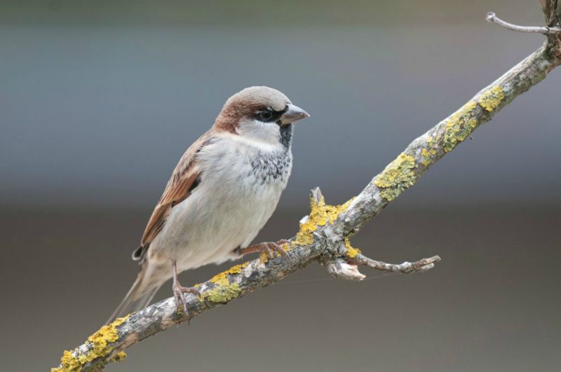 Moineau domestique