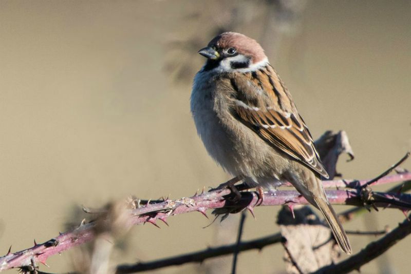 Moineau friquet