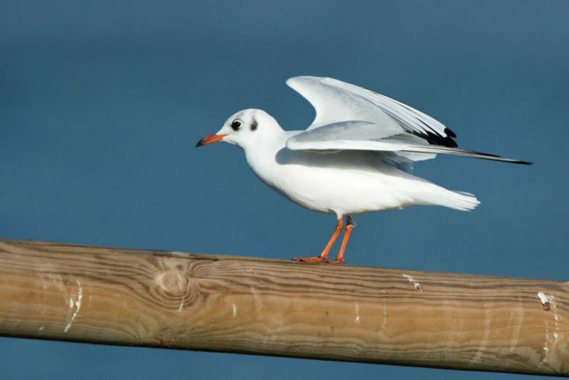 Mouette rieuse