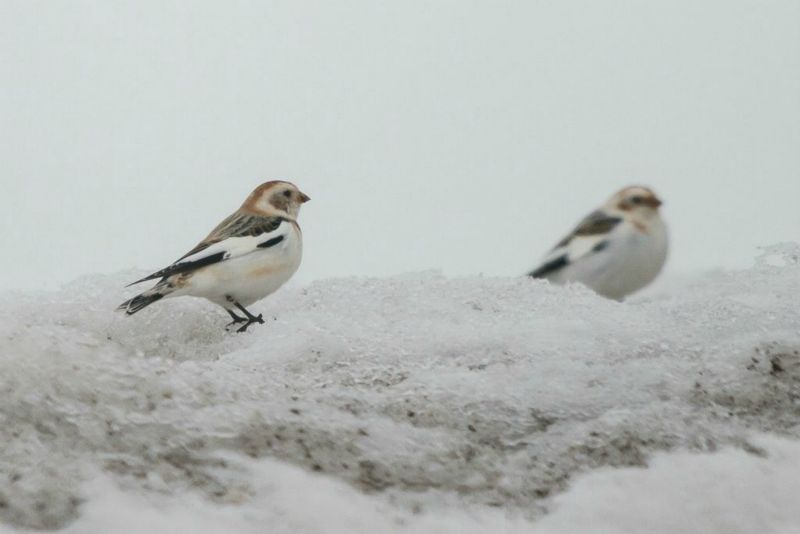 Bruant des neiges