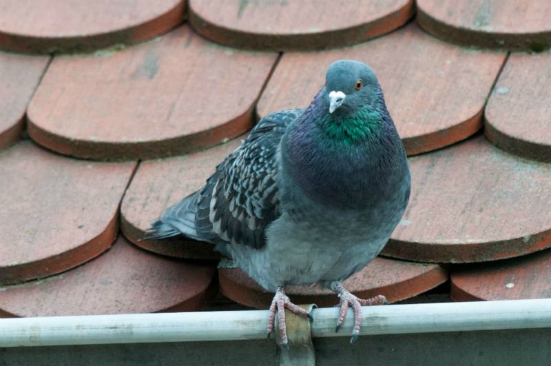 Pigeon biset domestique