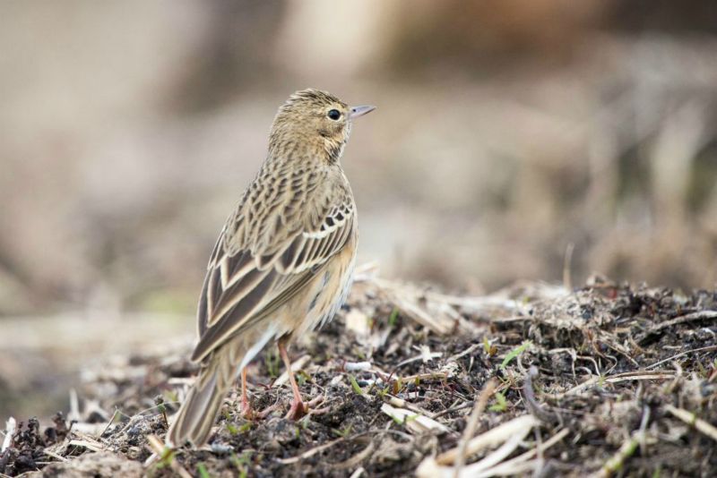 Pipit des arbres