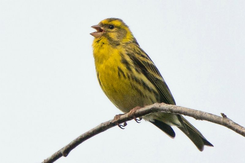 Serin cini