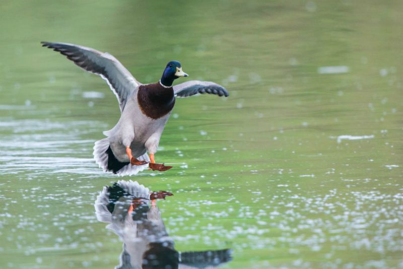 Canard colvert