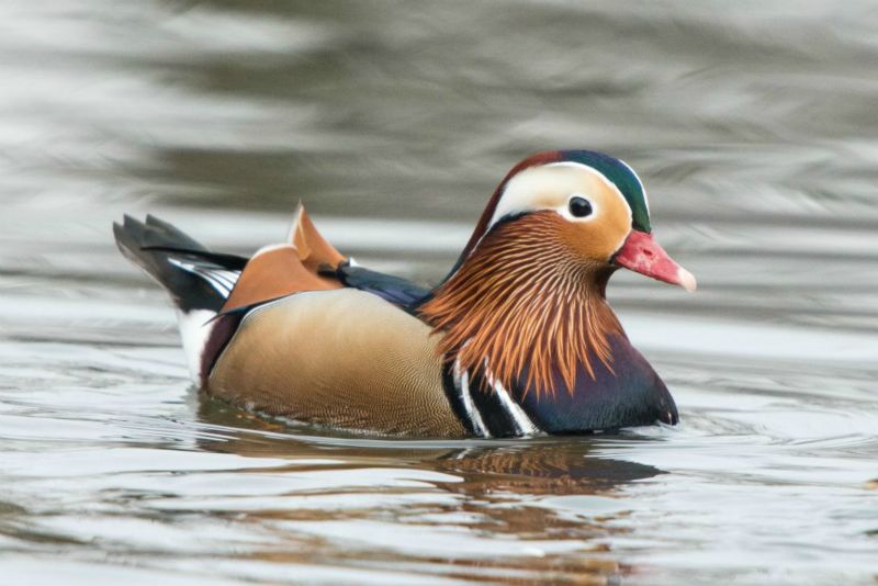 Canard mandarin