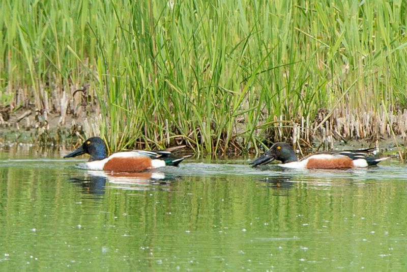 Canard souchet