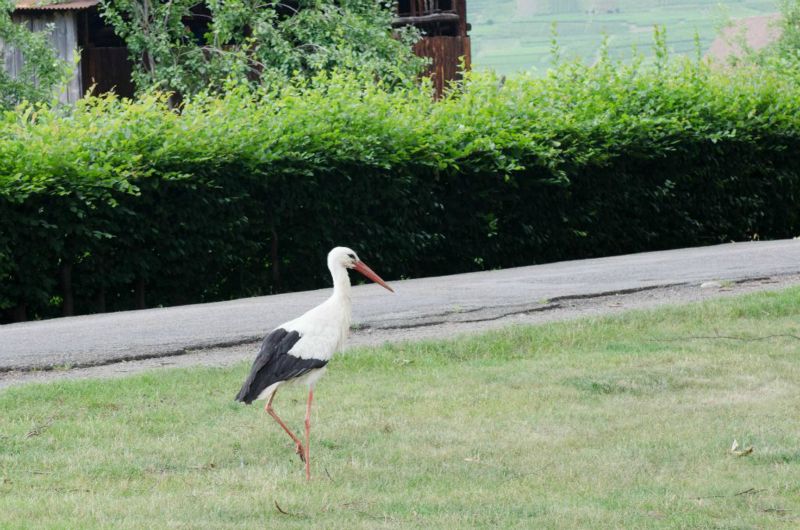 Cigogne blanche