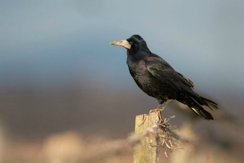 Corbeau freux