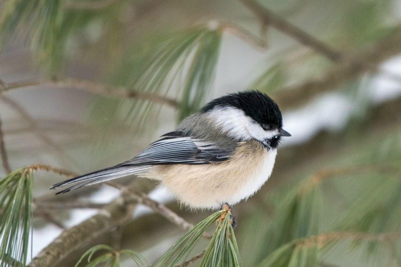 Mésange boréale