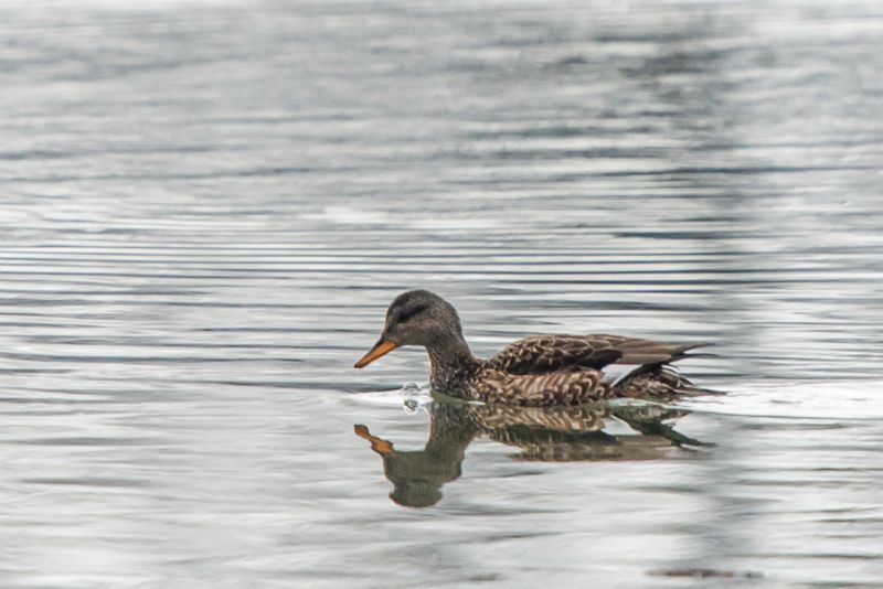 Canard chipeau