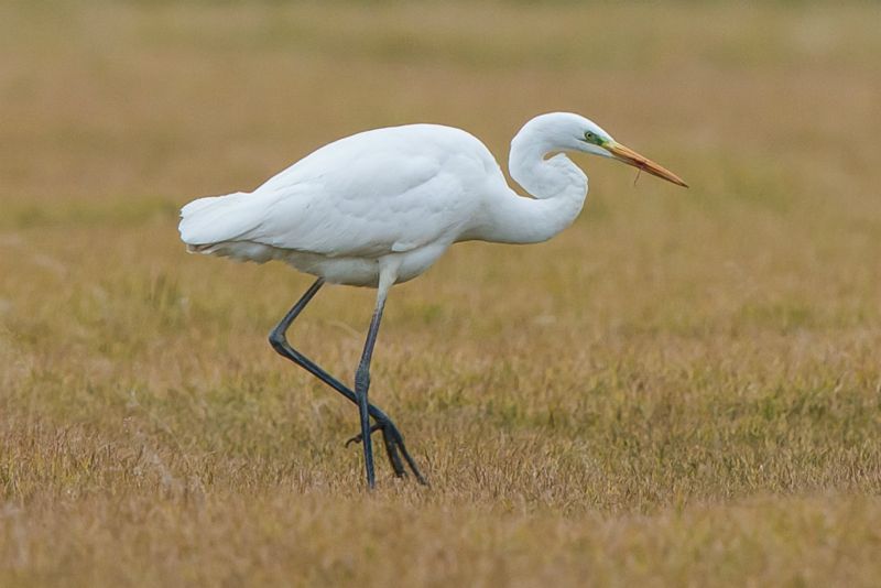 Grande aigrette