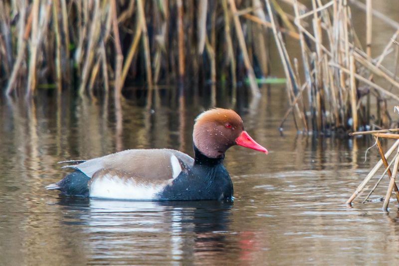 Nette rousse