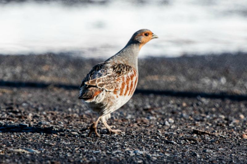 Perdix rouge